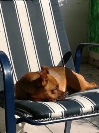 Tierhalterhaftpflicht