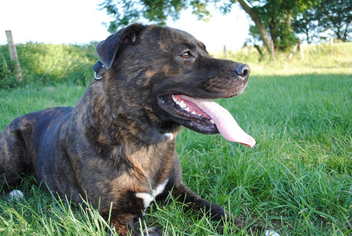 Foto Hund 2, Dieter Lüssem (11.07.2019)