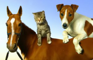 Tierversicherung