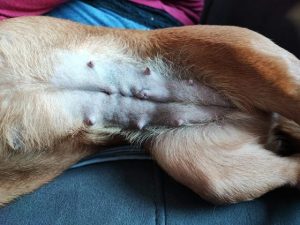 Tierversicherungen – Schutz für deinen treuen Begleiter 12 Hunde OP 2 scaled e1692019072330
